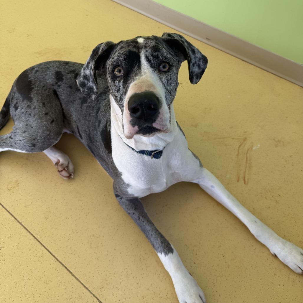 Enlarge Nova Rayne - Courtesy Listing, a ADOPTABLE Great Dane in Woodbridge, VA image 3/4