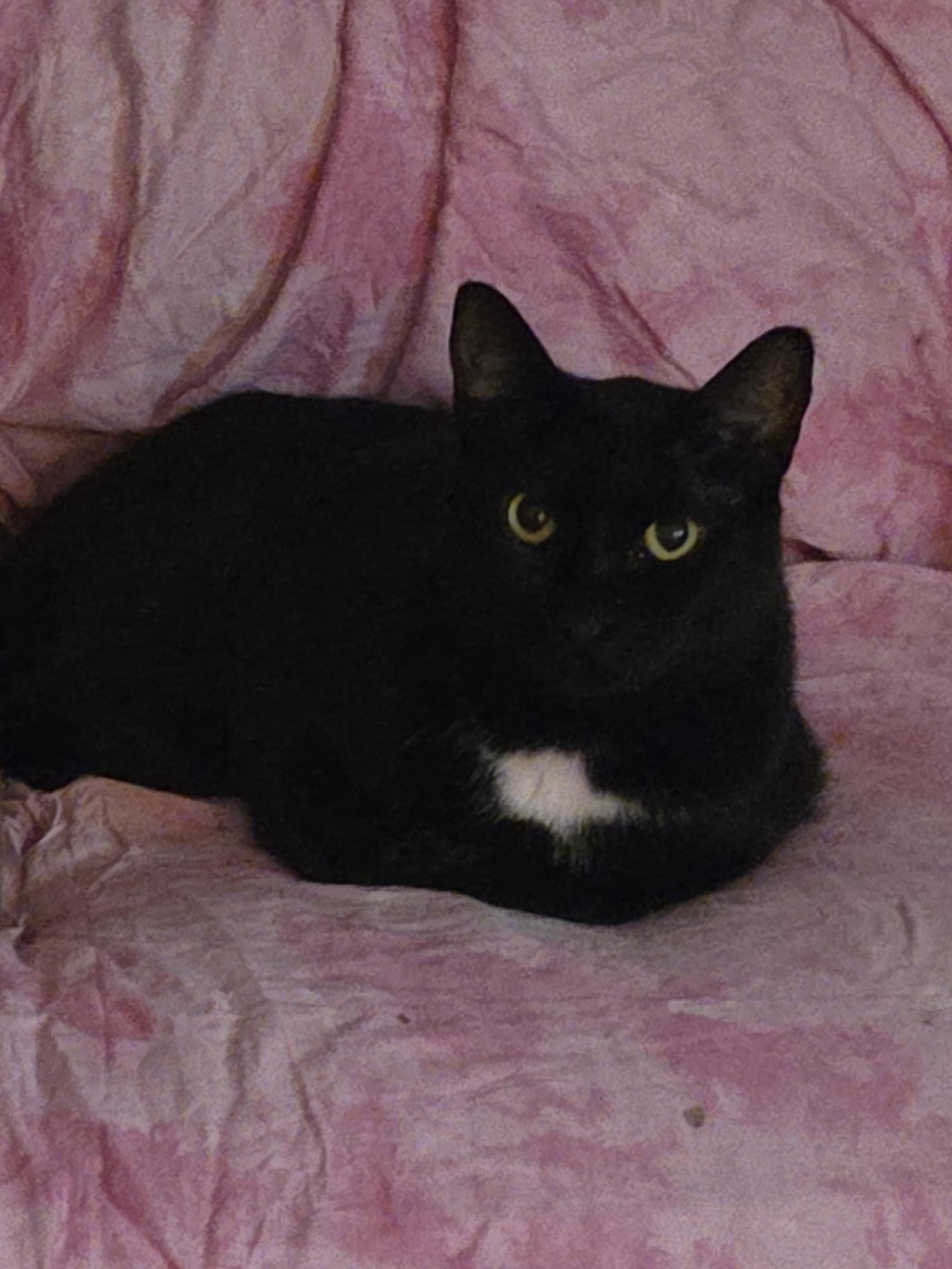 Enlarge Pantera, a ADOPTABLE Domestic Short Hair in Mission Viejo, CA image 1/1