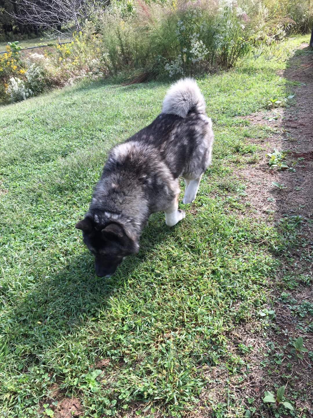 Enlarge Taft, a Adoptable Akita in Covington, GA image 3/8