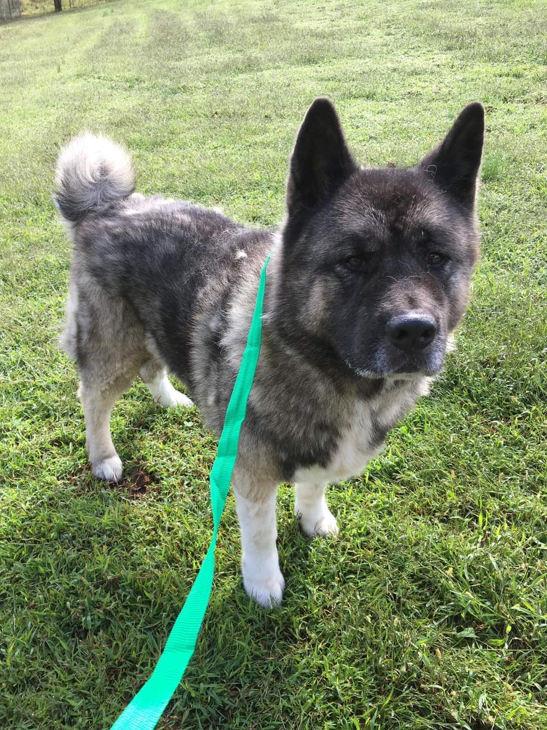 Enlarge Taft, a Adoptable Akita in Covington, GA image 4/8