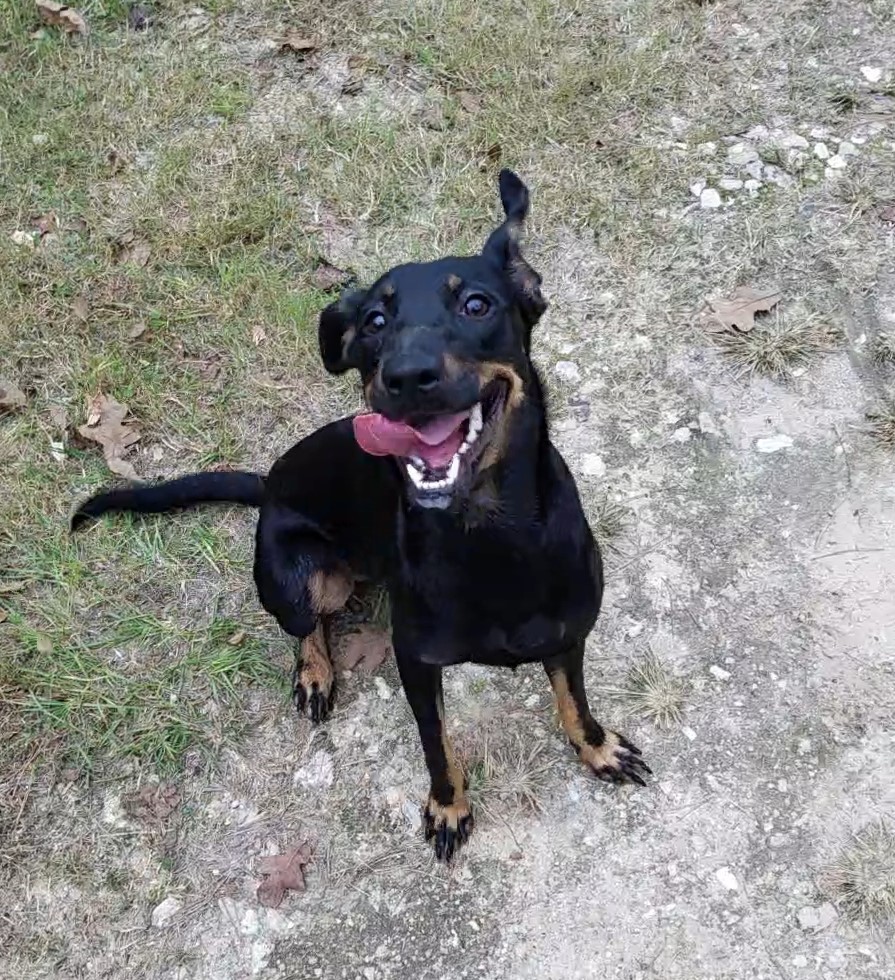 Naomi, Adopted, Adult Female Hound & Australian Shepherd.