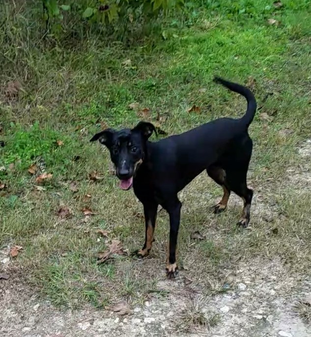 Naomi, a Adopted mixed breed in Plantersville, TX image 2/6