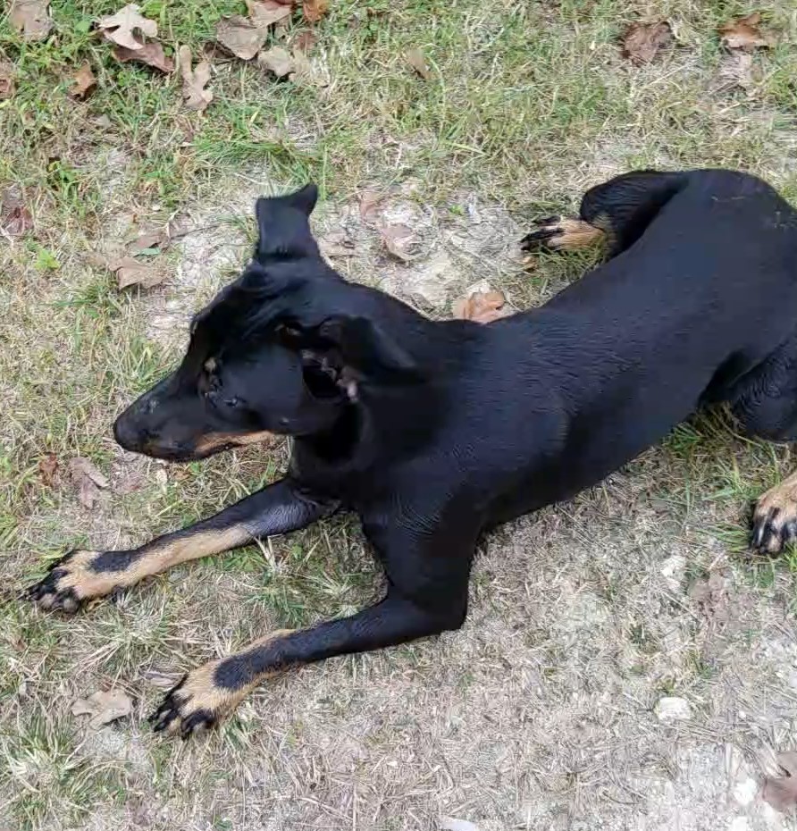 Naomi, a Adopted mixed breed in Plantersville, TX image 4/6