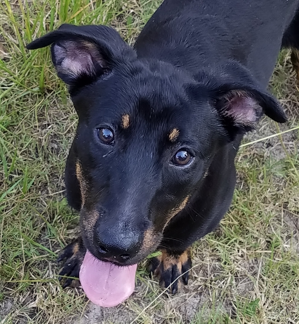 Naomi, a Adopted mixed breed in Plantersville, TX image 6/6