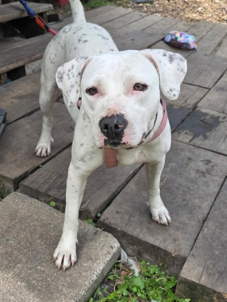 Trixie, Adoptable, Young Female American Bulldog.