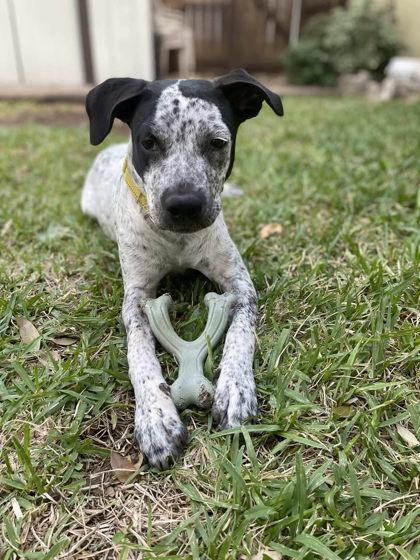 Enlarge Piper, a Adoptable Mixed Breed in Buchanan Dam, TX image 1/2