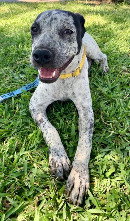 Enlarge Piper, a Adoptable Mixed Breed in Buchanan Dam, TX image 2/2