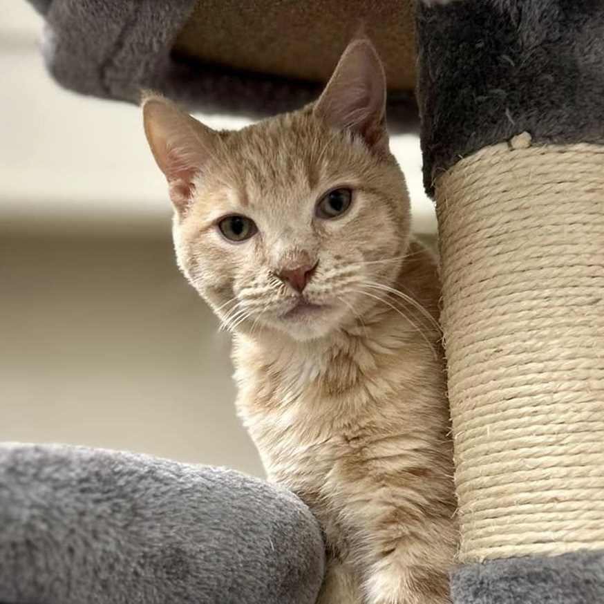 Enlarge MESA, a Adoptable Domestic Short Hair in Santa Monica, CA image 1/4