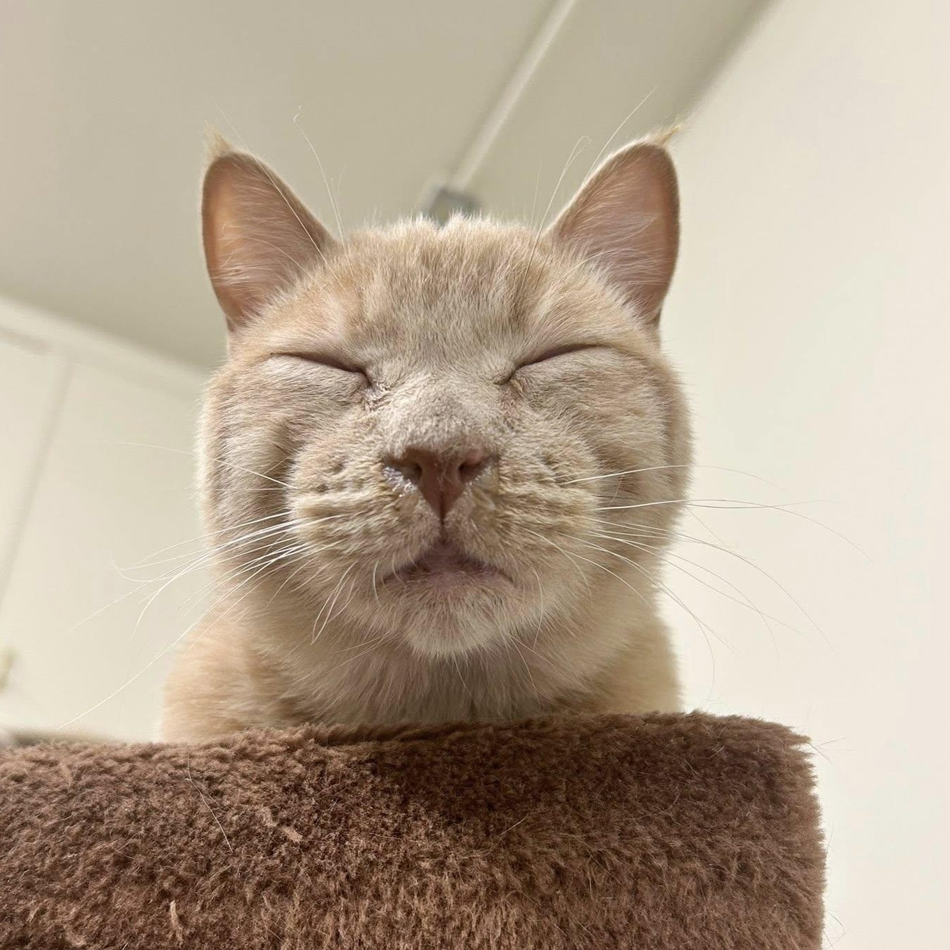 Enlarge MESA, a Adoptable Domestic Short Hair in Santa Monica, CA image 4/4