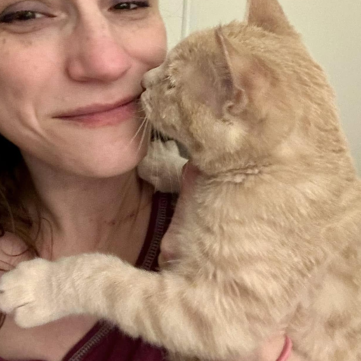 Enlarge MESA, a Adoptable Domestic Short Hair in Santa Monica, CA image 3/4