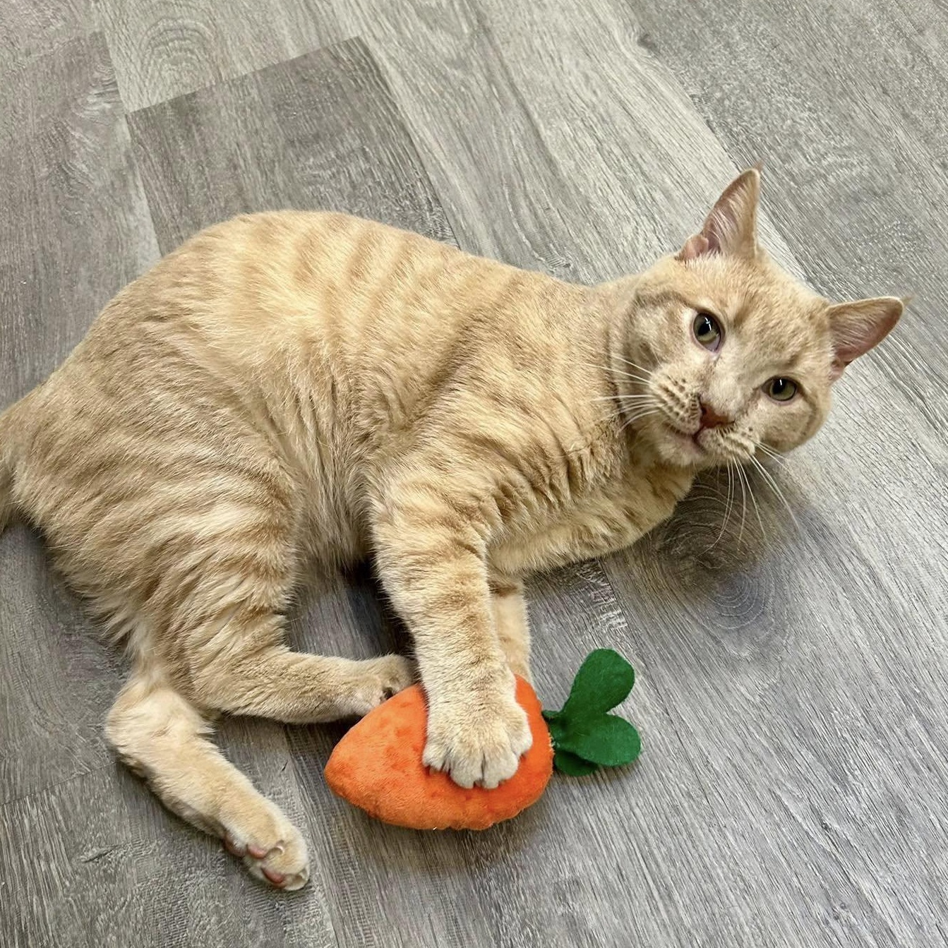 Enlarge MESA, a Adoptable Domestic Short Hair in Santa Monica, CA image 2/4