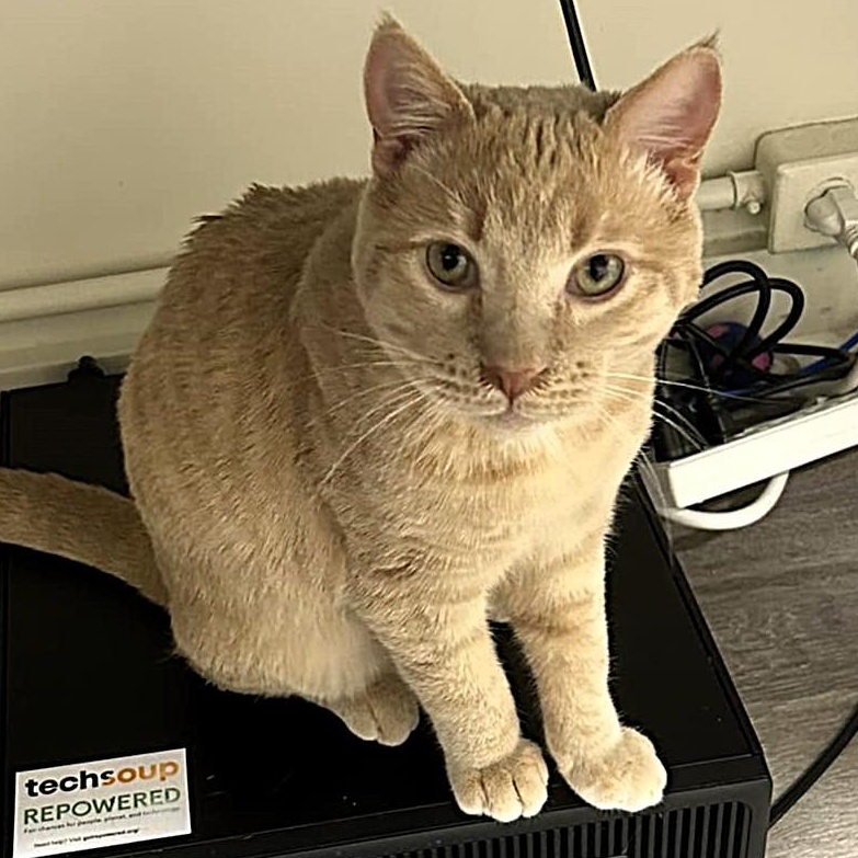 MESA, Adoptable, Young Male Domestic Short Hair.