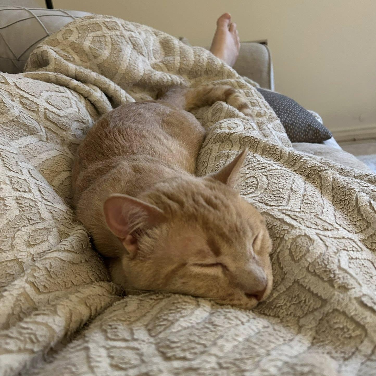 MESA, a Adoptable Domestic Short Hair in Santa Monica, CA image 5/5