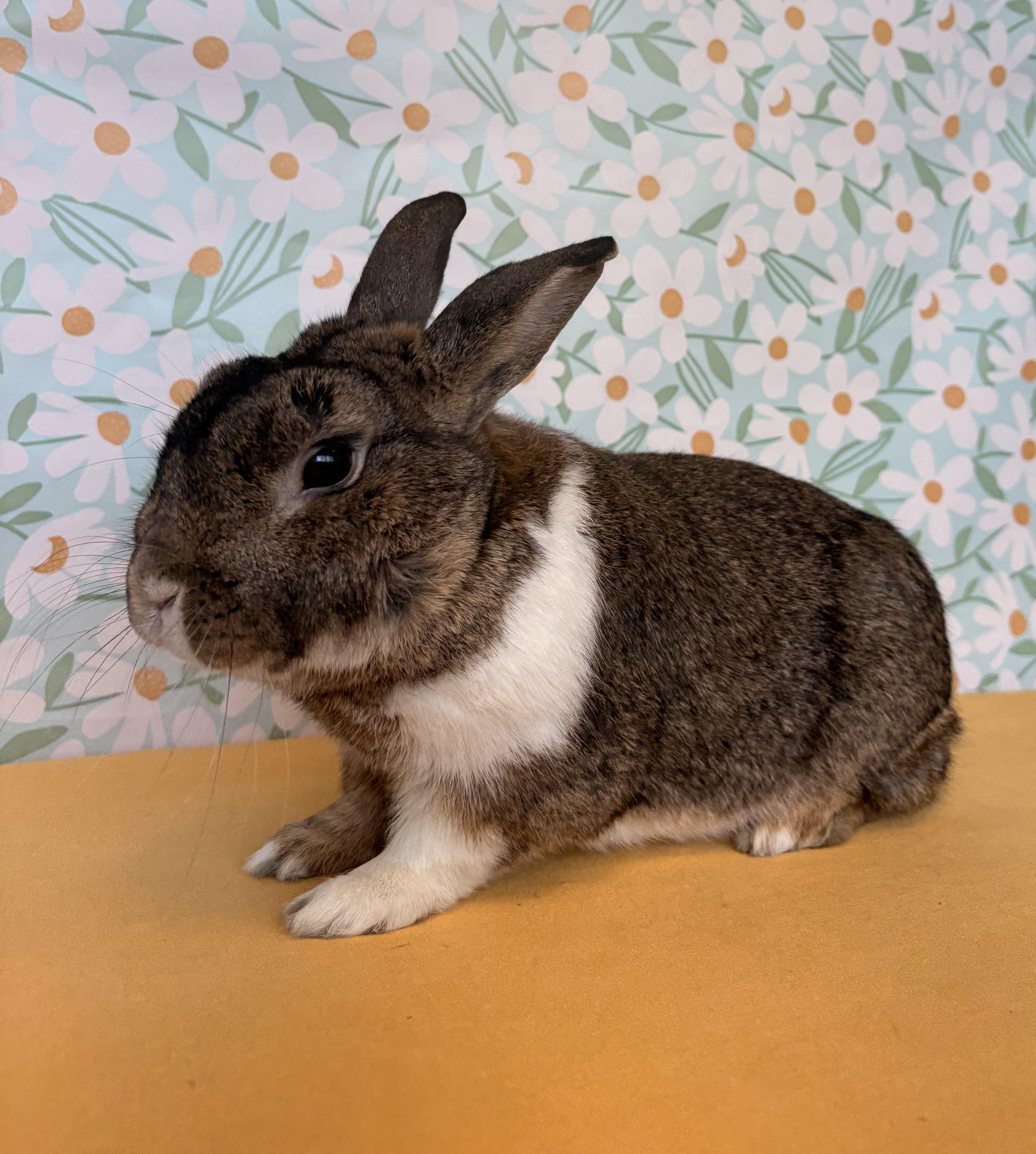 Enlarge Jefe, a Adoptable Dutch in Long Beach, CA image 3/6
