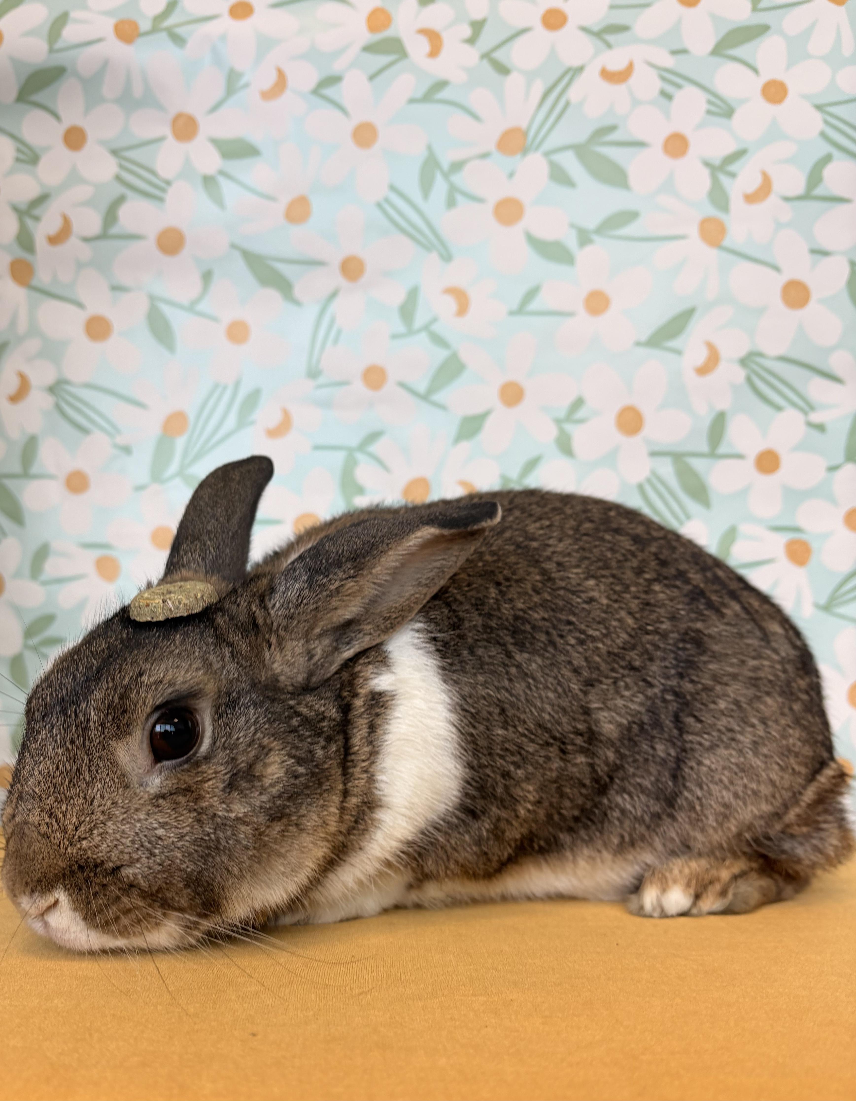 Enlarge Jefe, a Adoptable Dutch in Long Beach, CA image 2/6