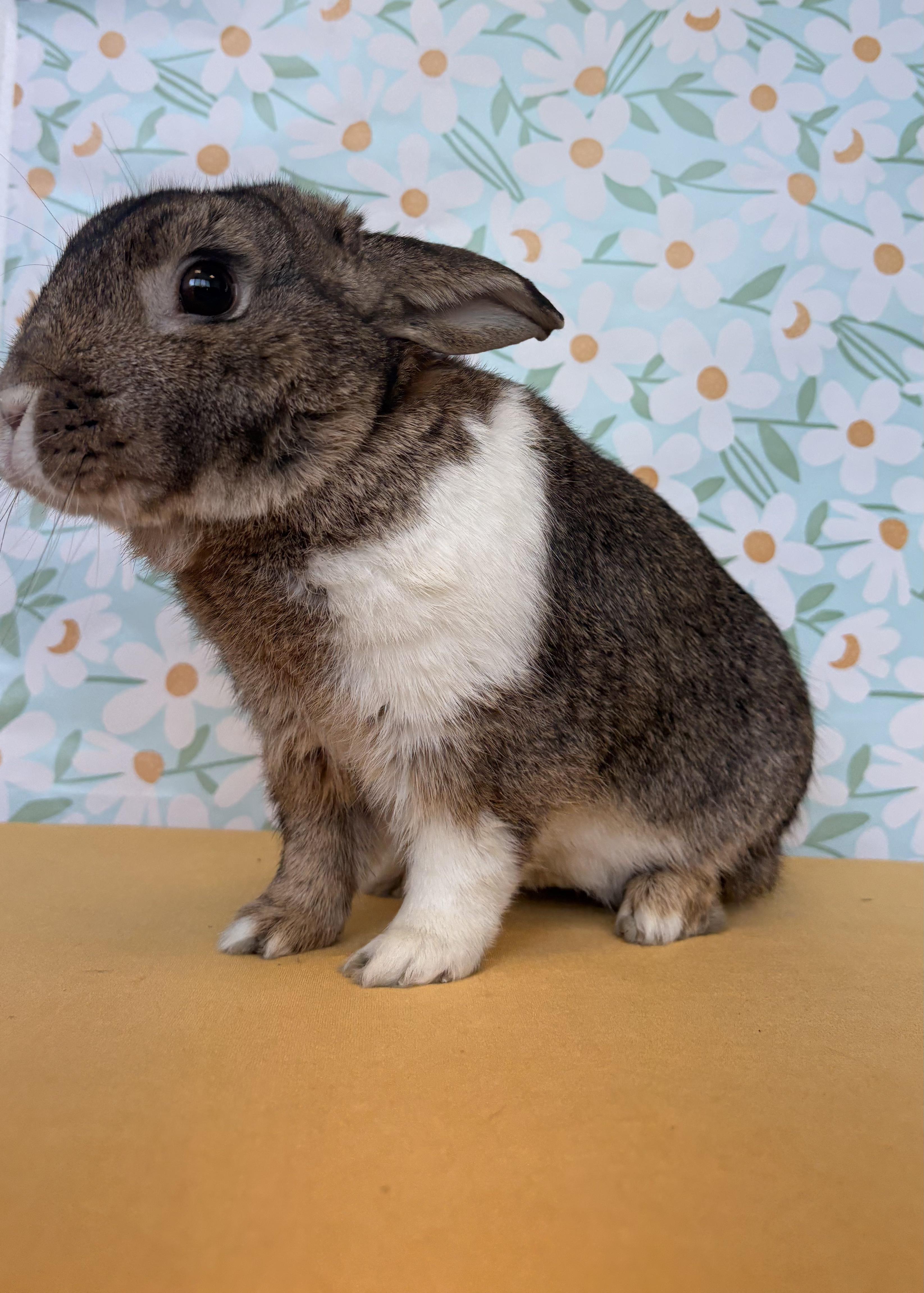 Enlarge Jefe, a Adoptable Dutch in Long Beach, CA image 4/6