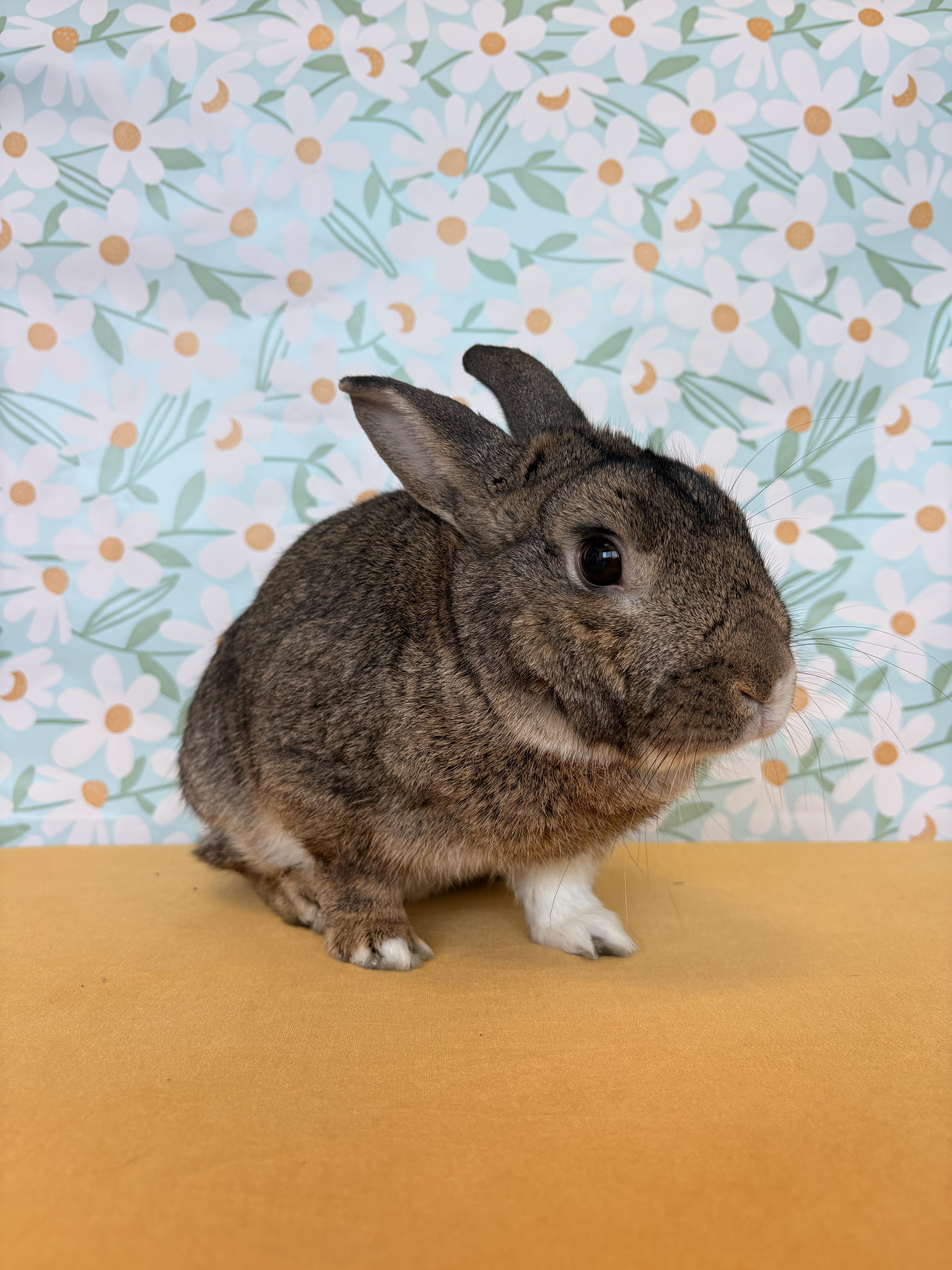 Enlarge Jefe, a Adoptable Dutch in Long Beach, CA image 5/6