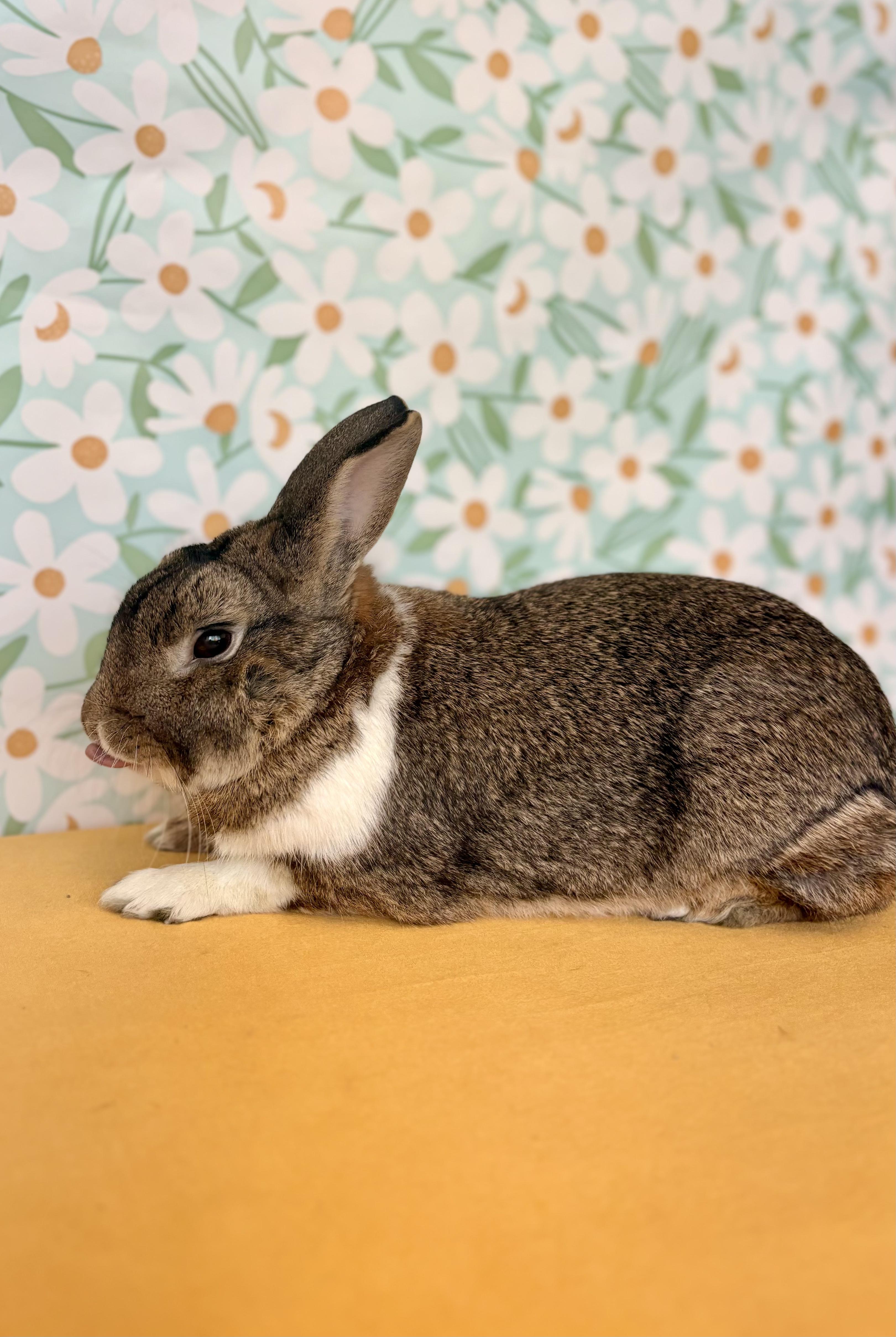 Enlarge Jefe, a Adoptable Dutch in Long Beach, CA image 6/6