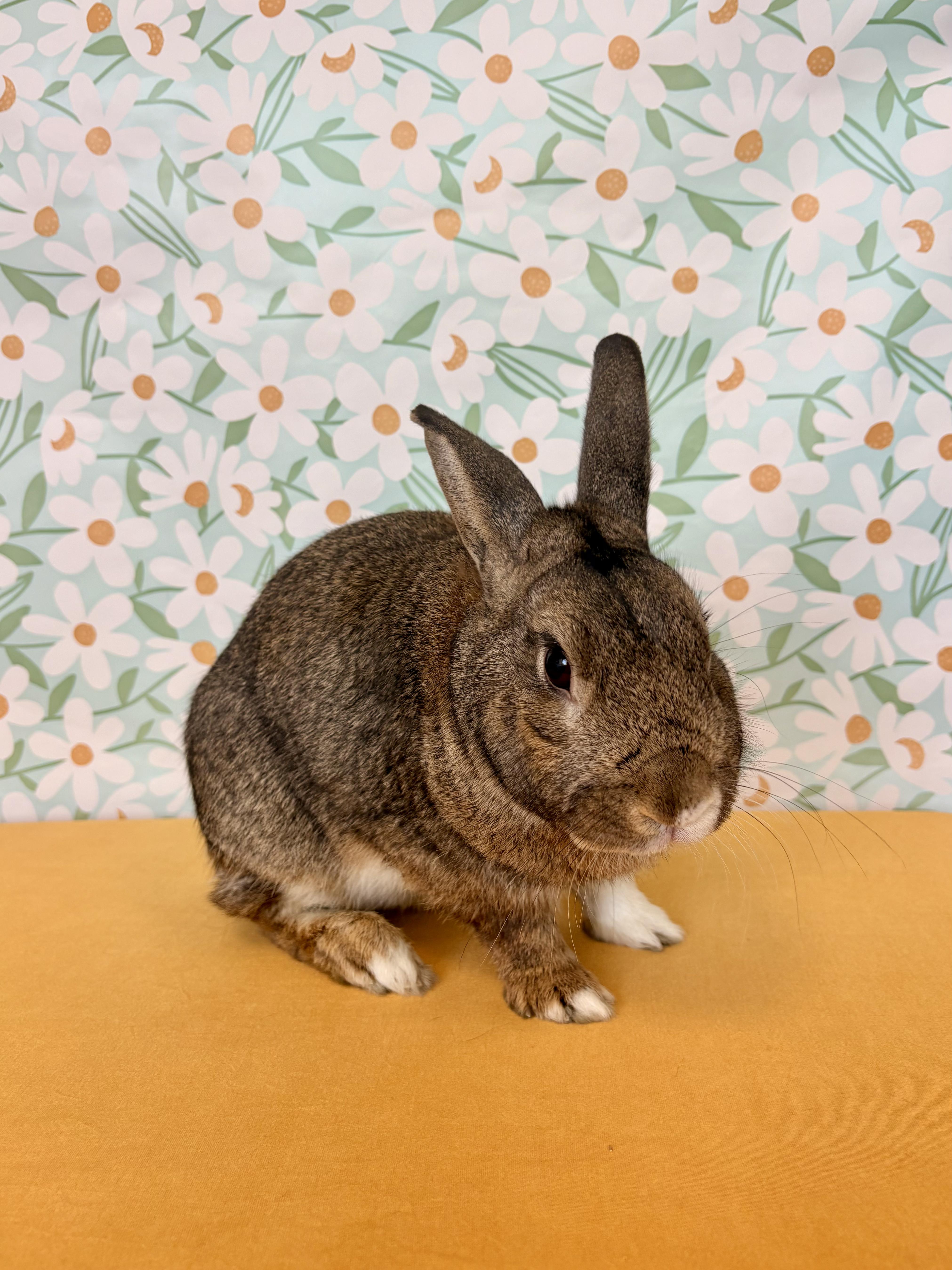 Enlarge Jefe, a Adoptable Dutch in Long Beach, CA image 1/6