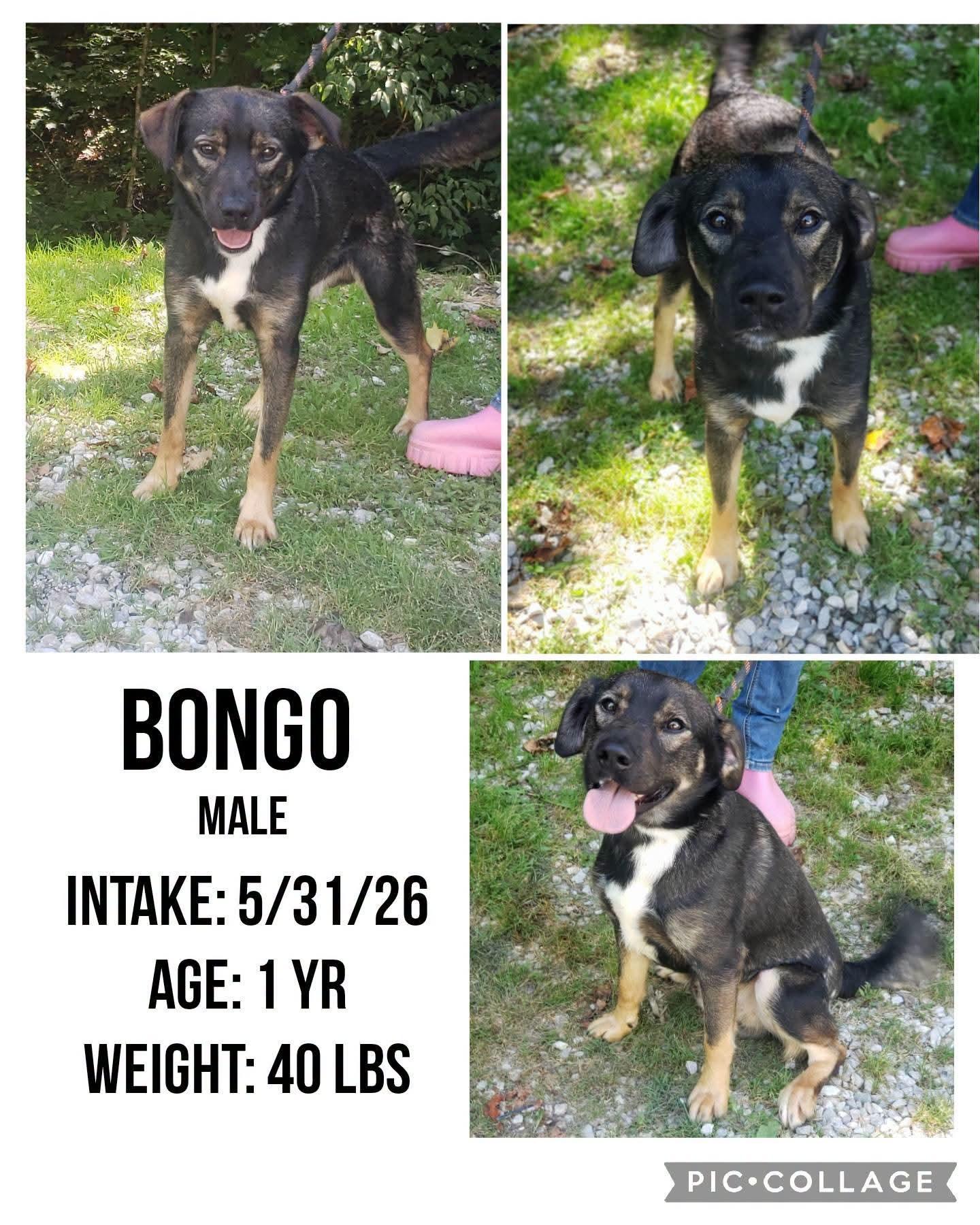 Bongo, Adoptable, Young Male Shepherd.
