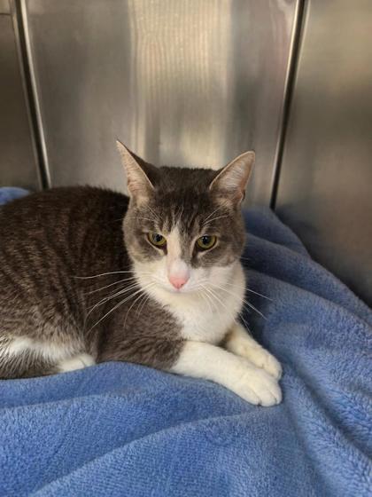 Cirrus, Adoptable, Young Male Domestic Short Hair & Domestic Short Hair.
