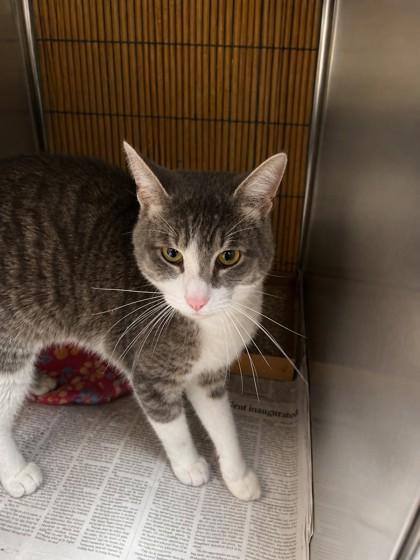 Enlarge Cirrus, a Adoptable mixed breed in North Richland Hills, TX image 2/2
