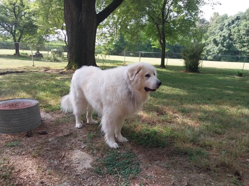 Argos ATX, Adoptable, Senior Male Great Pyrenees.