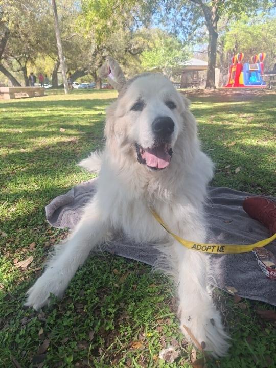 Enlarge Argos ATX, a Adoptable Great Pyrenees in Quinlan, TX image 2/6