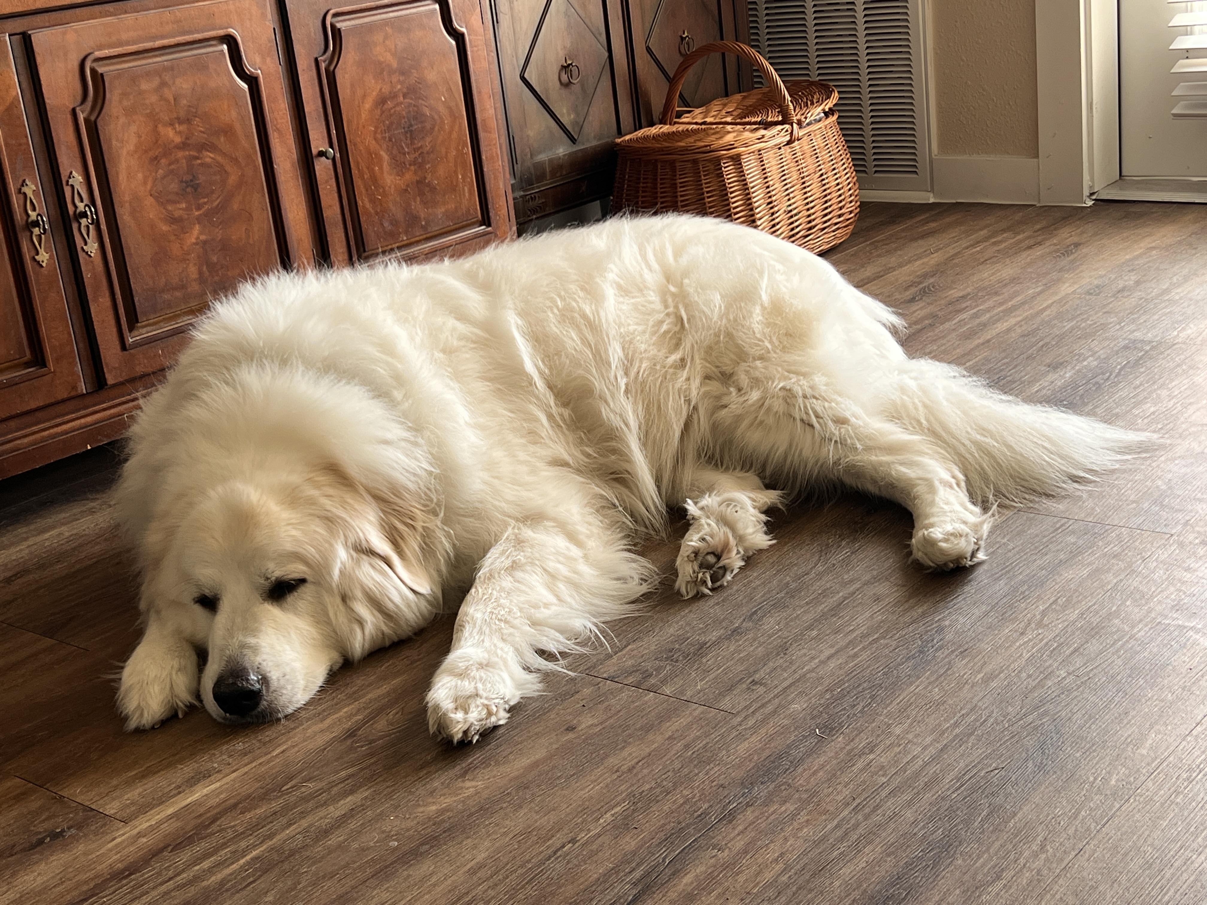 Enlarge Argos ATX, a Adoptable Great Pyrenees in Quinlan, TX image 2/6
