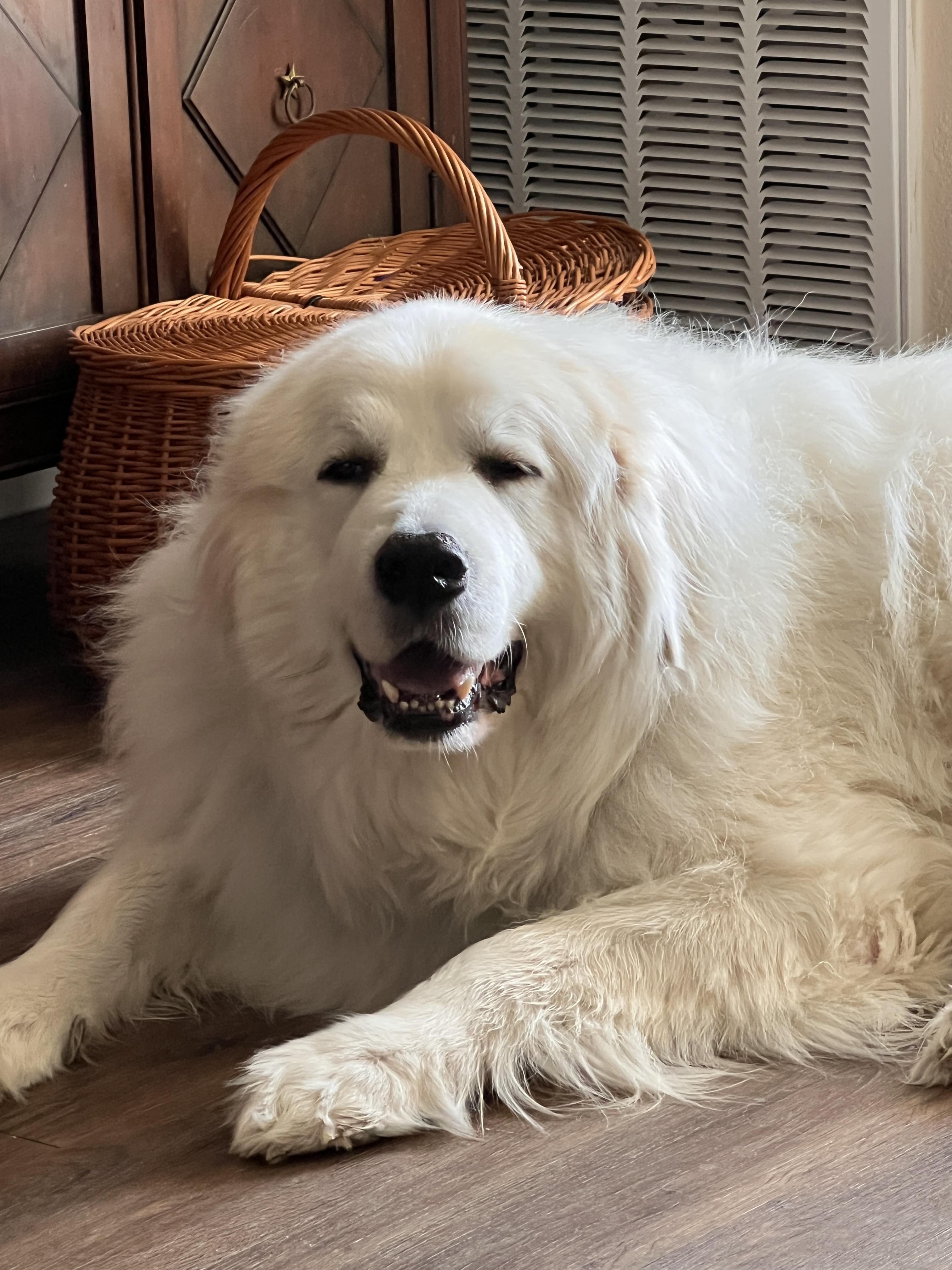 Enlarge Argos ATX, a Adoptable Great Pyrenees in Quinlan, TX image 3/6