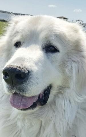 Enlarge Argos ATX, a Adoptable Great Pyrenees in Quinlan, TX image 4/6