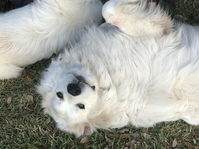 Enlarge Argos ATX, a Adoptable Great Pyrenees in Quinlan, TX image 5/6