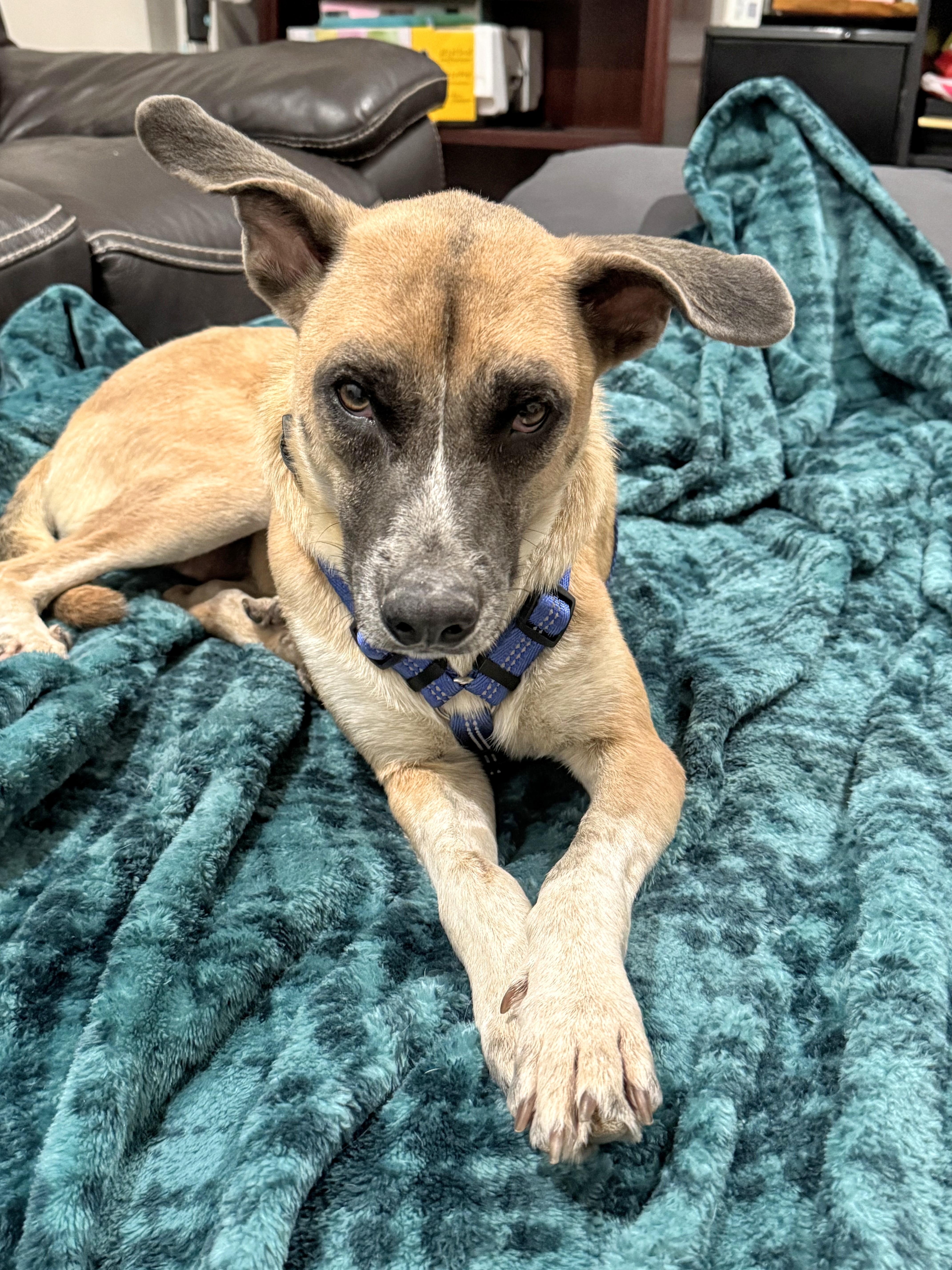 Billie Eyelash, a Adopted mixed breed in North Miami Beach, FL image 2/6