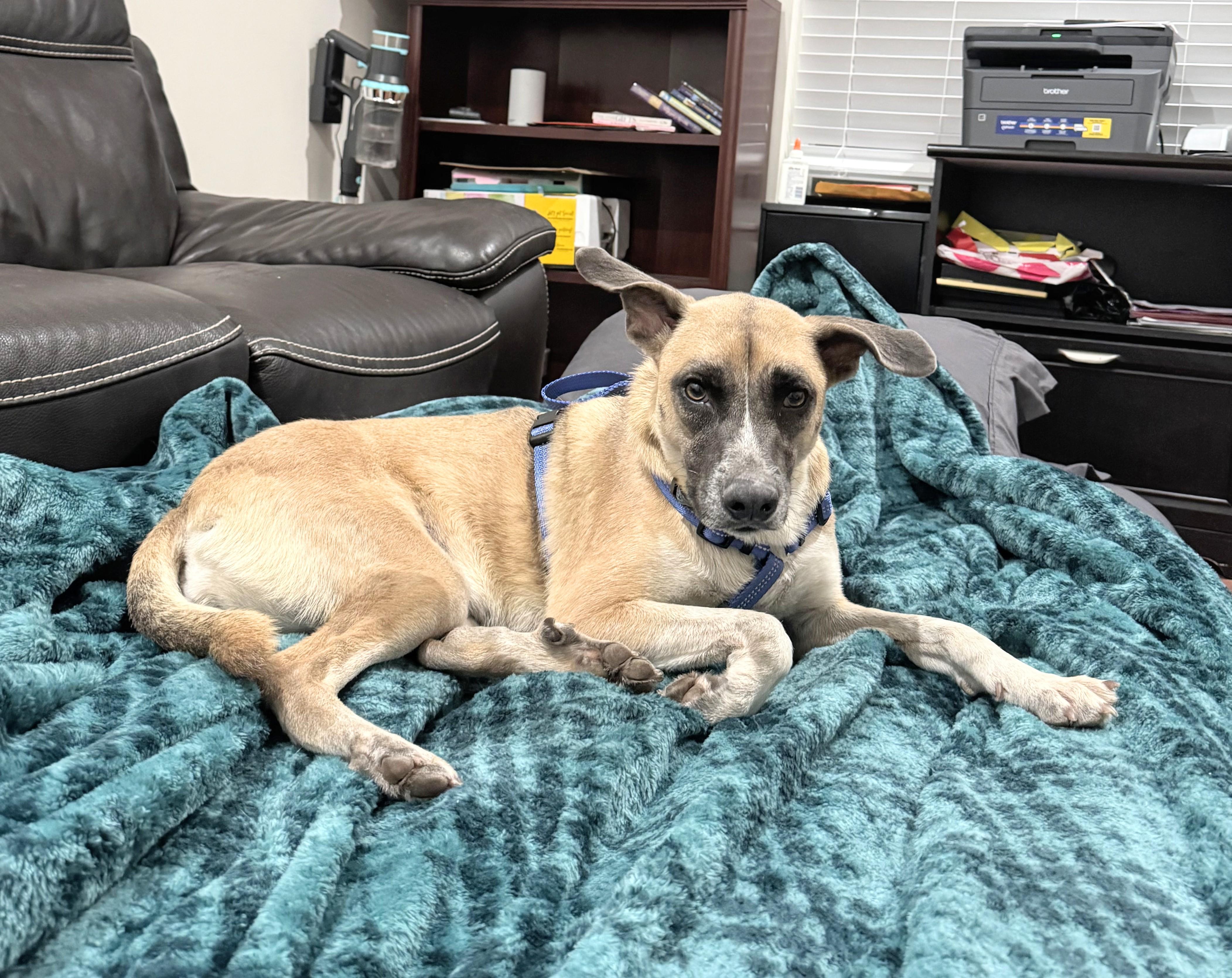 Billie Eyelash, a Adopted mixed breed in North Miami Beach, FL image 6/6