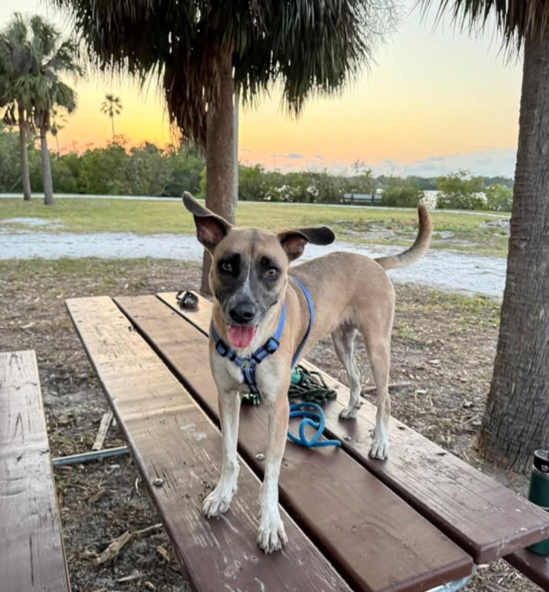 Billie Eyelash, a Adopted mixed breed in North Miami Beach, FL image 4/6