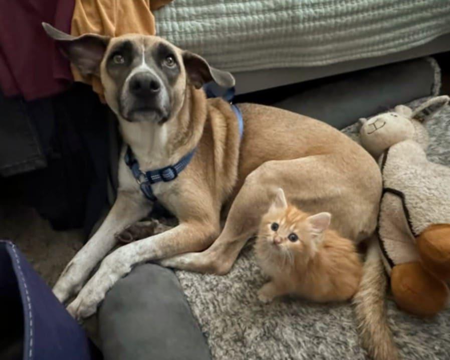 Billie Eyelash, a Adopted mixed breed in North Miami Beach, FL image 3/6