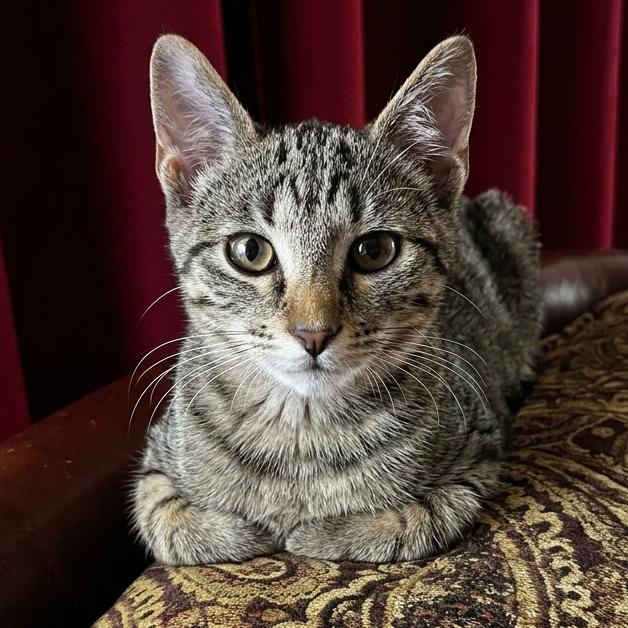 Tiny, Adoptable, Kitten Female Domestic Short Hair.