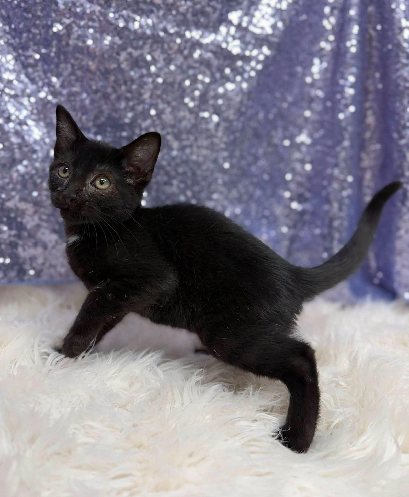 Ethan, Adoptable, Young Male Domestic Short Hair.
