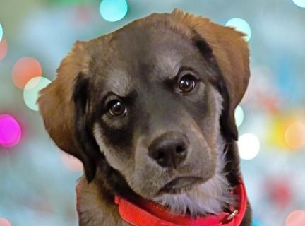 Enlarge Asia, a ADOPTABLE Mixed Breed in Schaumburg, IL image 1/4