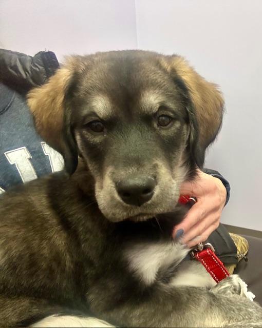 Enlarge Asia, a ADOPTABLE Mixed Breed in Schaumburg, IL image 2/4