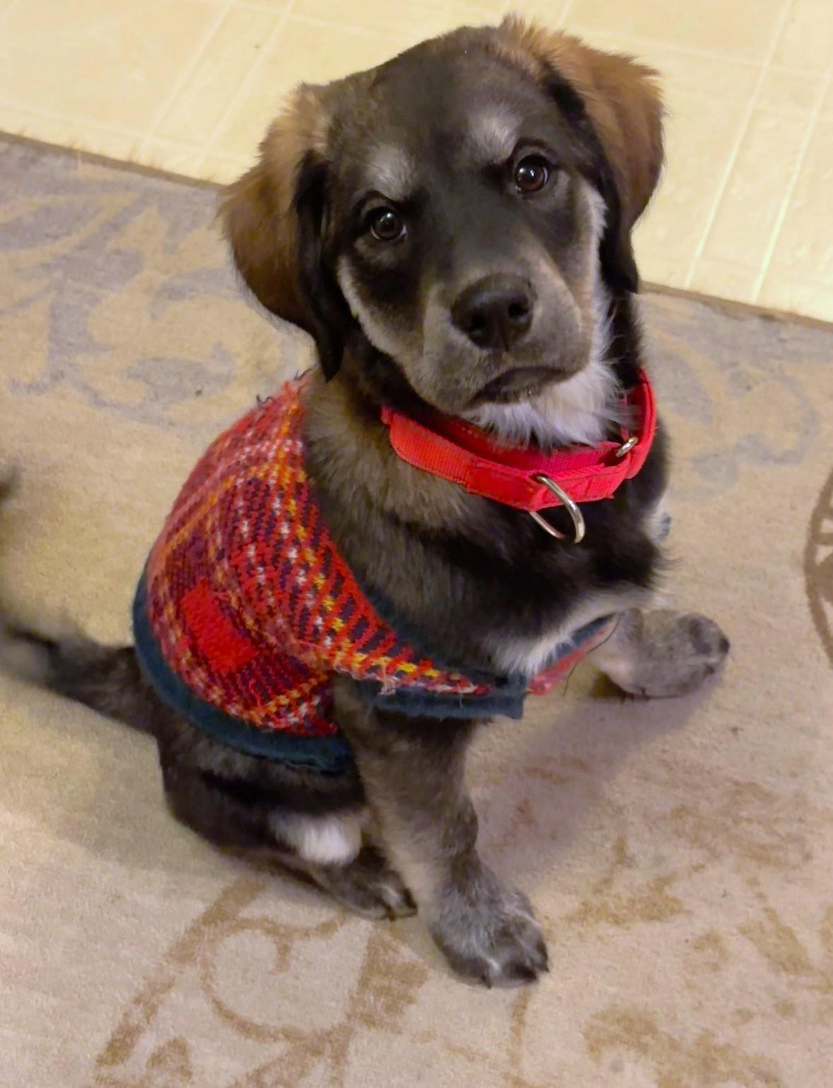 Enlarge Asia, a ADOPTABLE Mixed Breed in Schaumburg, IL image 3/4