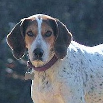 Enlarge Bae (GA), a ADOPTABLE Treeing Walker Coonhound in Ranger, GA image 1/4