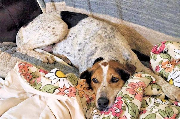 Enlarge Bae (GA), a ADOPTABLE Treeing Walker Coonhound in Ranger, GA image 3/4