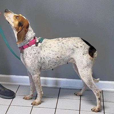 Enlarge Bae (GA), a ADOPTABLE Treeing Walker Coonhound in Ranger, GA image 2/4