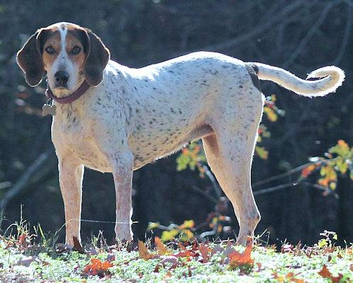 Enlarge Bae (GA), a ADOPTABLE Treeing Walker Coonhound in Ranger, GA image 4/4