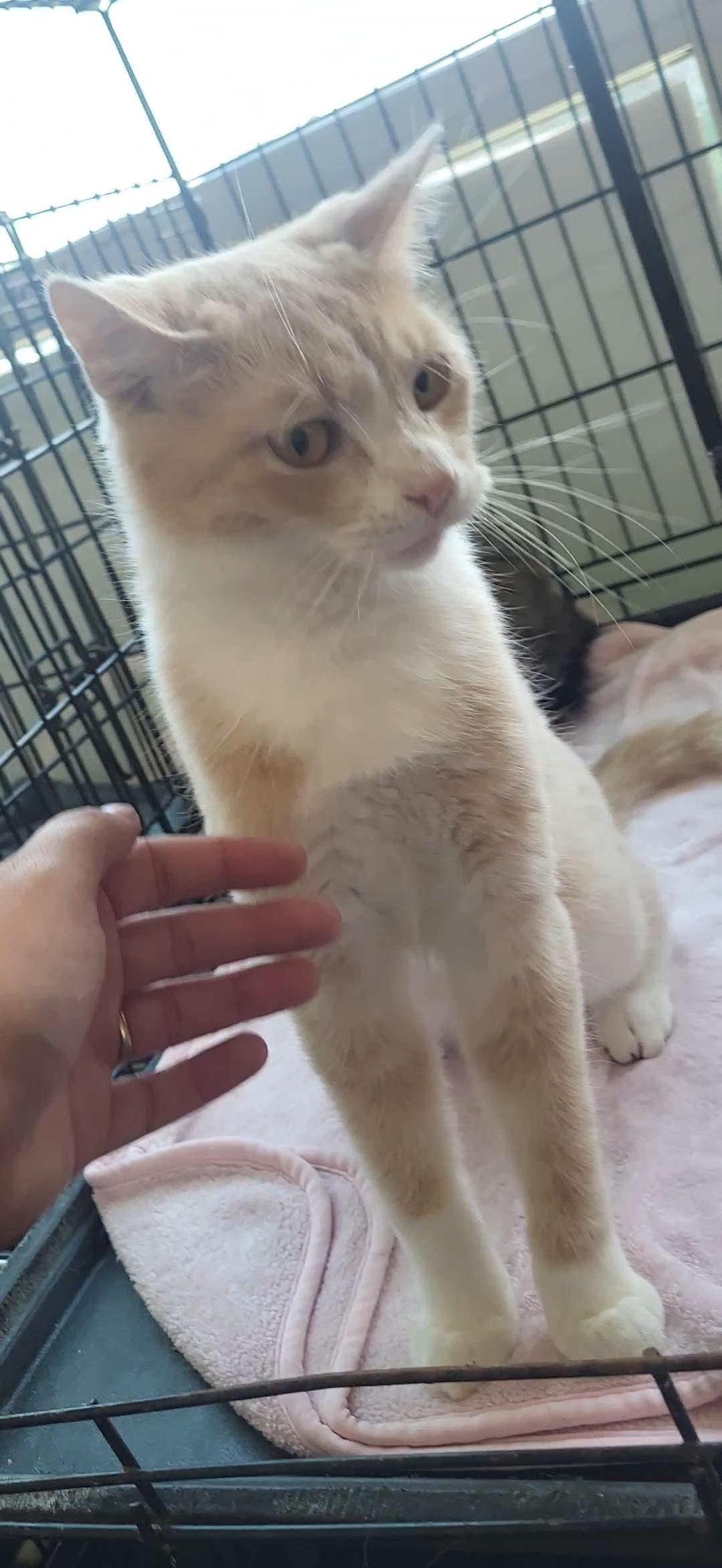 Dilly, Adopted, Young Male Domestic Short Hair.