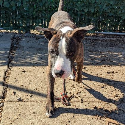 Enlarge Cousin Randy, a Adoptable Mixed Breed in Miamitown, OH image 1/3