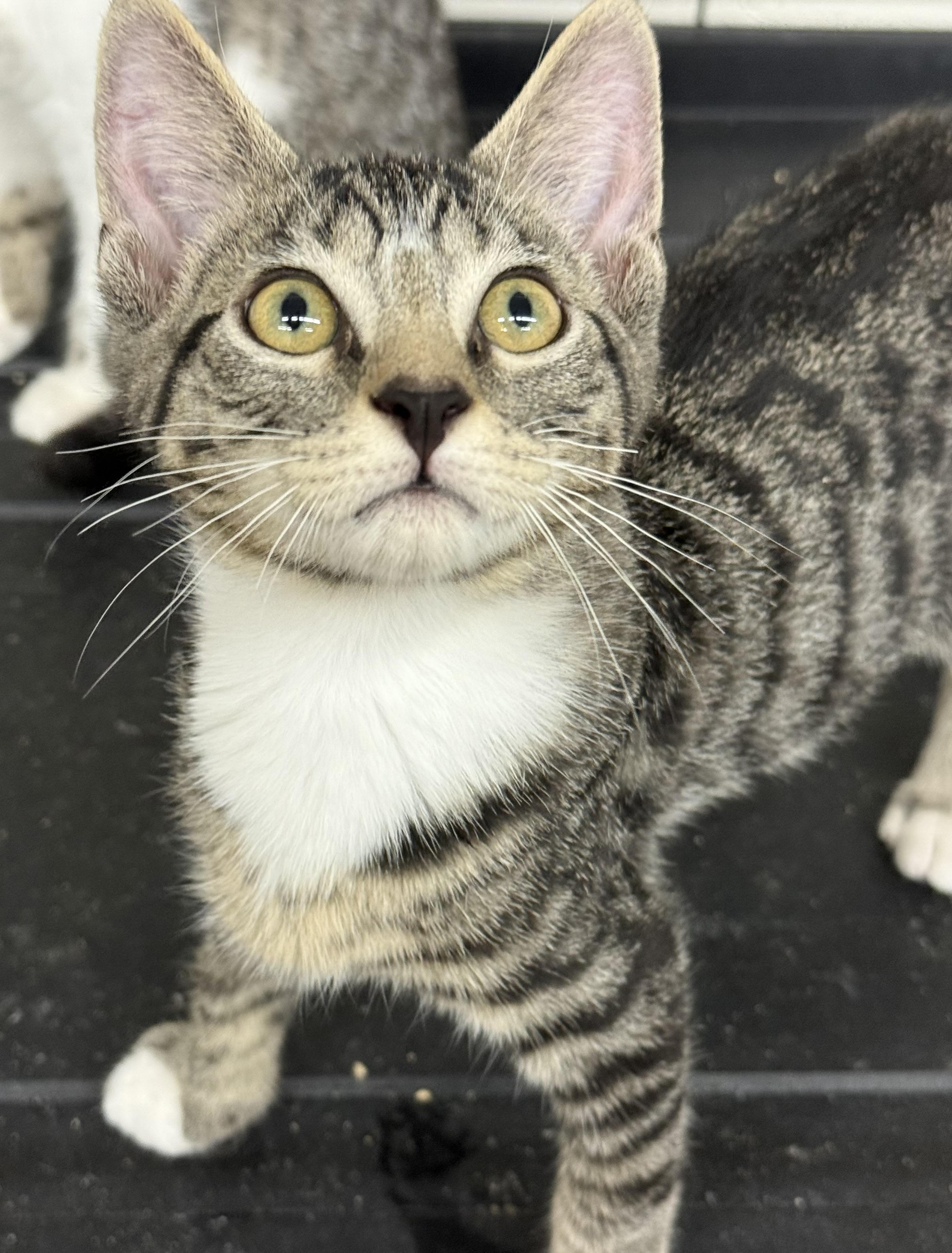 Sandberg, adopted, Kitten Male Domestic Short Hair.