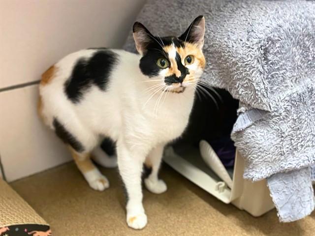 Enlarge CLOVER, a Adoptable Domestic Short Hair in Fort Wayne, IN image 1/1