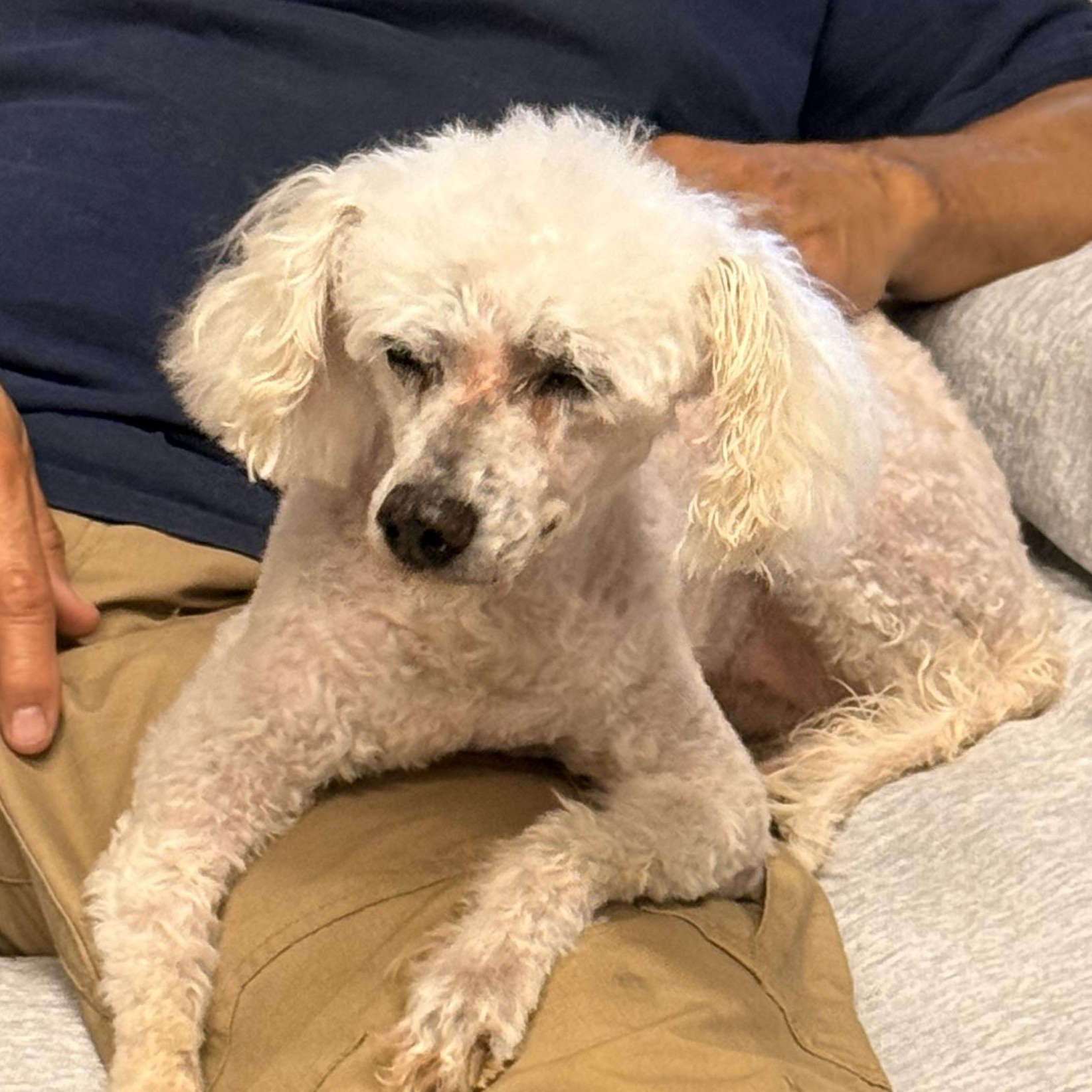 Gracie, ADOPTABLE, Adult Female Miniature Poodle.